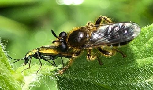Laphria flava
